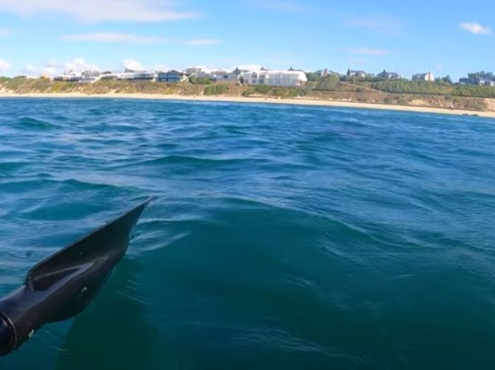 PL034 – Great white shark in green water – from kayak