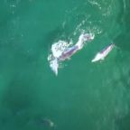 Shark Reefs expedition partner service providers (1949 x 1048 px) (4)