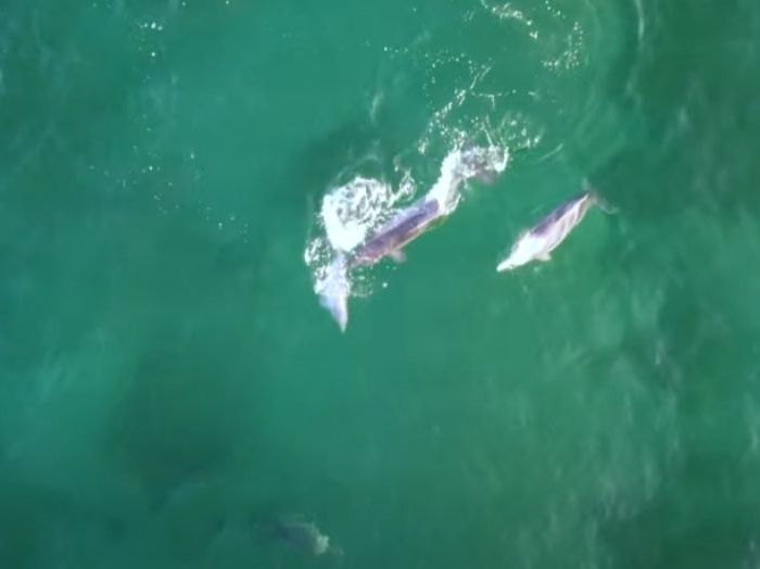 PL043 – Aerials of humpback dolphin pod