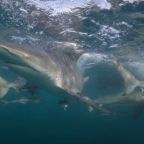 Shark Reefs expedition partner service providers (1949 x 1048 px)