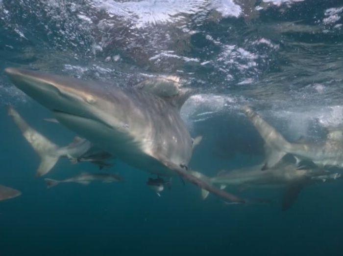 PL003 – Blacktip Sharks at Surface