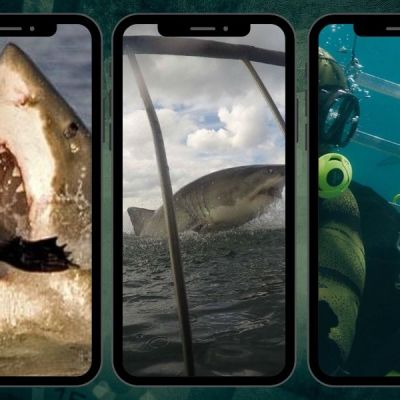 The Shark Panel (3)