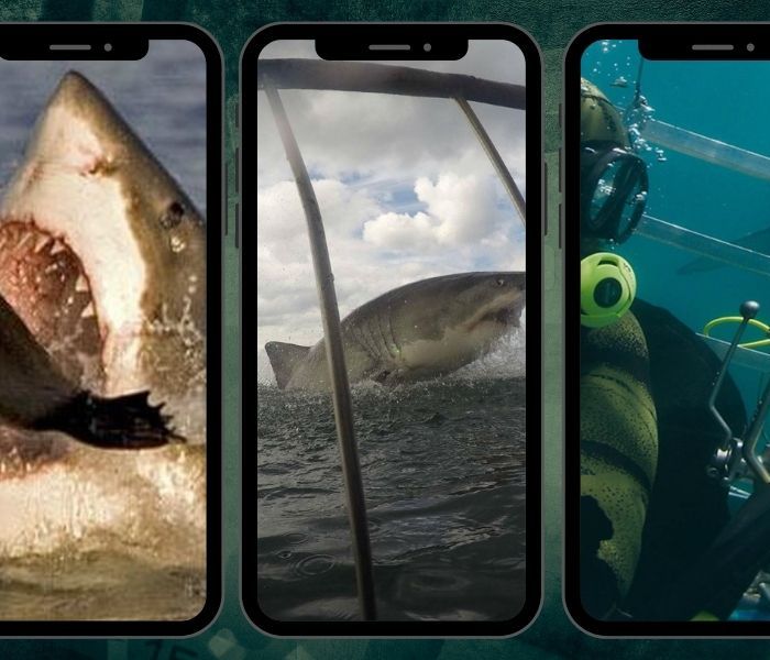 Shorts – Its a Shark Show!