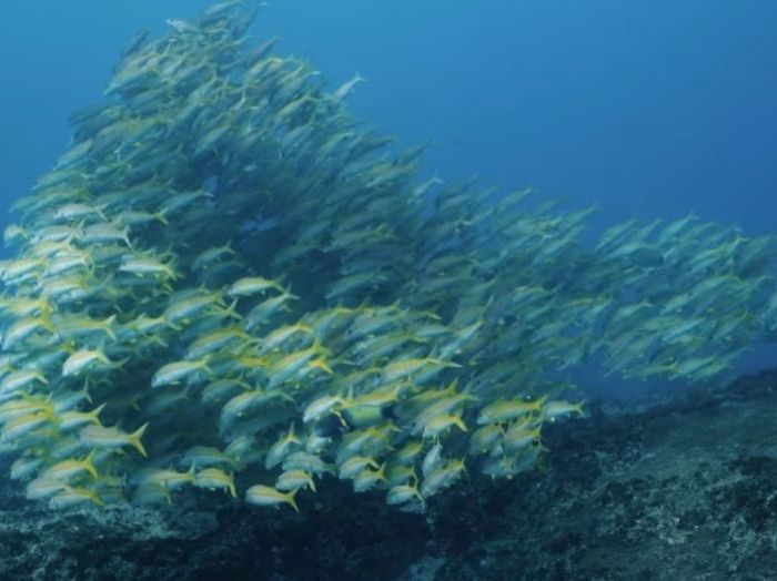 PL091 – Fishlife on Subtropical reefs