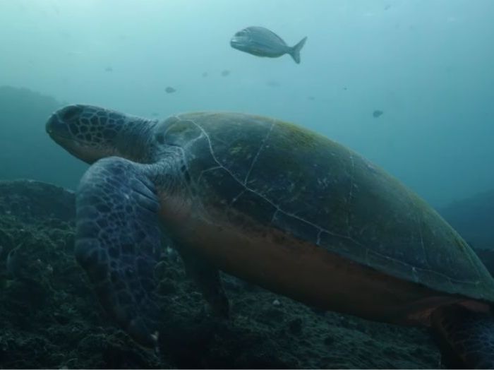 PL090 – Turtles on subtropical reef