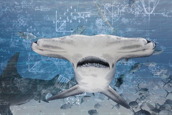 sharkology with ryan johnson sharkology with ryan johnson