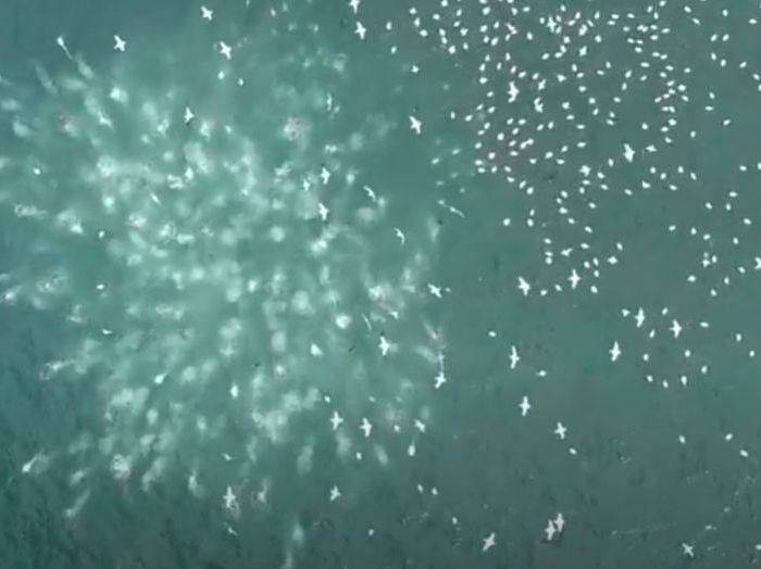 PL082 – Generics of Sardine Run action