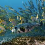 pufferfish swimming underwater