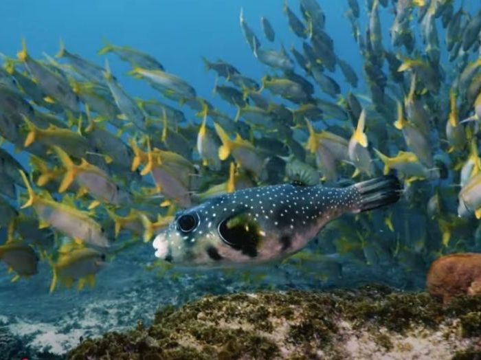 PL081 – Pufferfish on reef