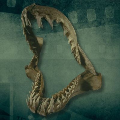 shark attack files with Ryan Johnson (1)