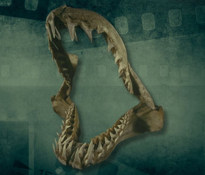 Sharkology