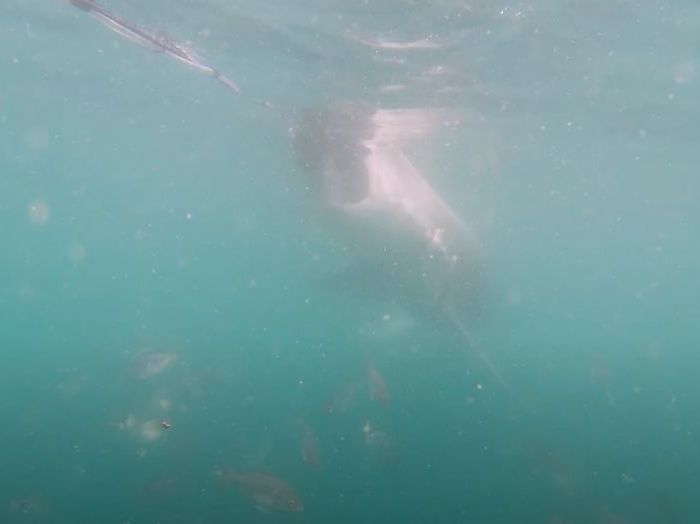 PL056 – White shark taste test