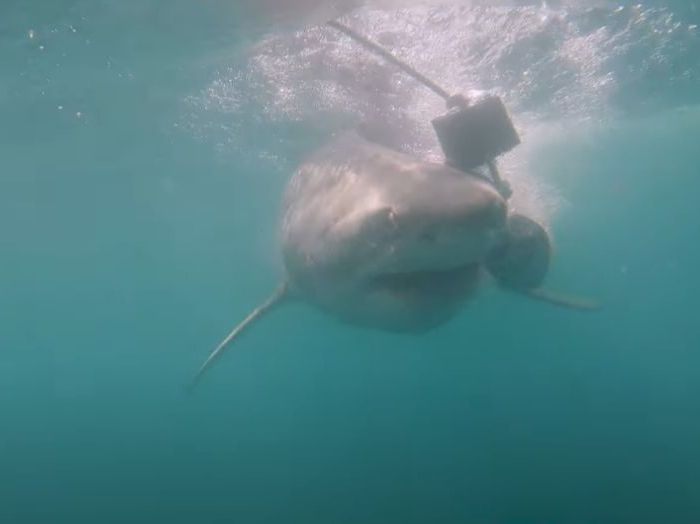 PL050 – Water pressure test on great white shark