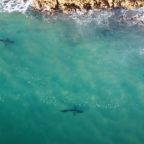 white sharks patrol robberg