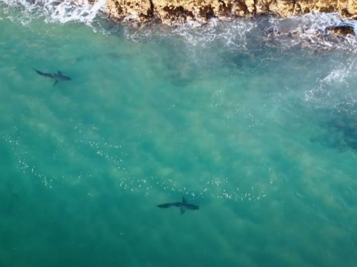 PL060 – White sharks patrol Robberg peninsula at Plettenberg Bay