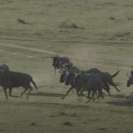 wildebeest running on savanna