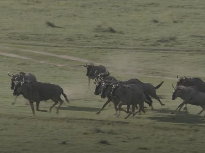 PL089 – Brown wildebeest running over savanna