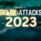 IT's A SHARK SHOW new (8)